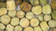 column seed