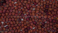 seed