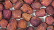 column seed