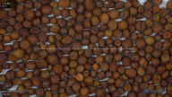 seed