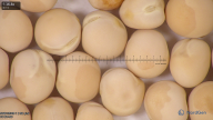 column seed