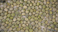 column seed