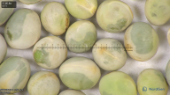 column seed