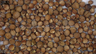 seed