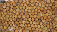 seed