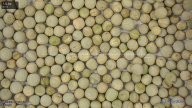 seed