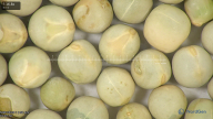 column seed