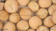 column seed