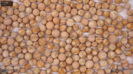 column seed