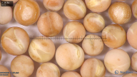 column seed