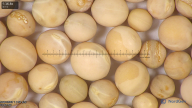 column seed