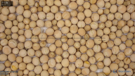 seed
