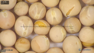 column seed