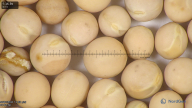 column seed