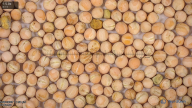 seed