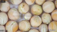 column seed