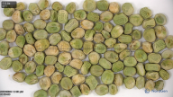 column seed