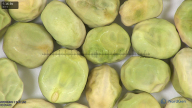column seed
