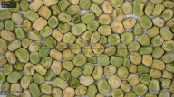 column seed