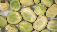 column seed