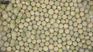 seed