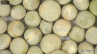 column seed