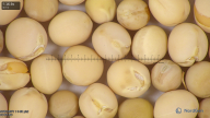 column seed