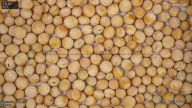 seed