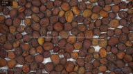 seed