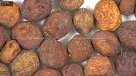 column seed