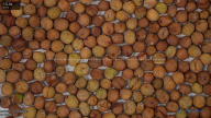 seed