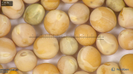 column seed