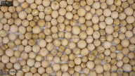 seed