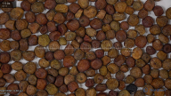 seed