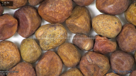 column seed
