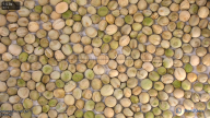 column seed