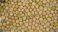 seed