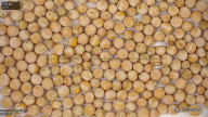 seed