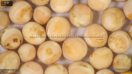 column seed