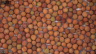 seed