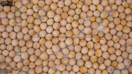seed