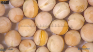 column seed