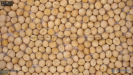 seed