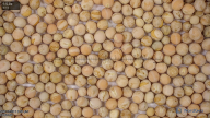 seed