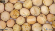 column seed