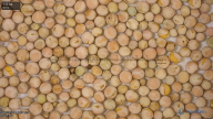 seed