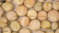 column seed