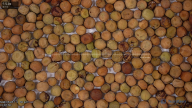 seed