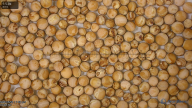 seed