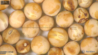 column seed